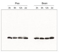 Lhcb2 | LHCII type II chlorophyll a/b-binding protein in the group Antibodies Plant/Algal / Photosynthesis / LHC at Agrisera AB (Antibodies for research) (AS01 003)